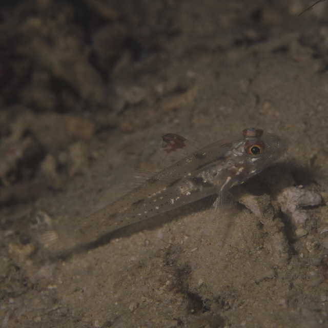 Fusigobius signipinnis